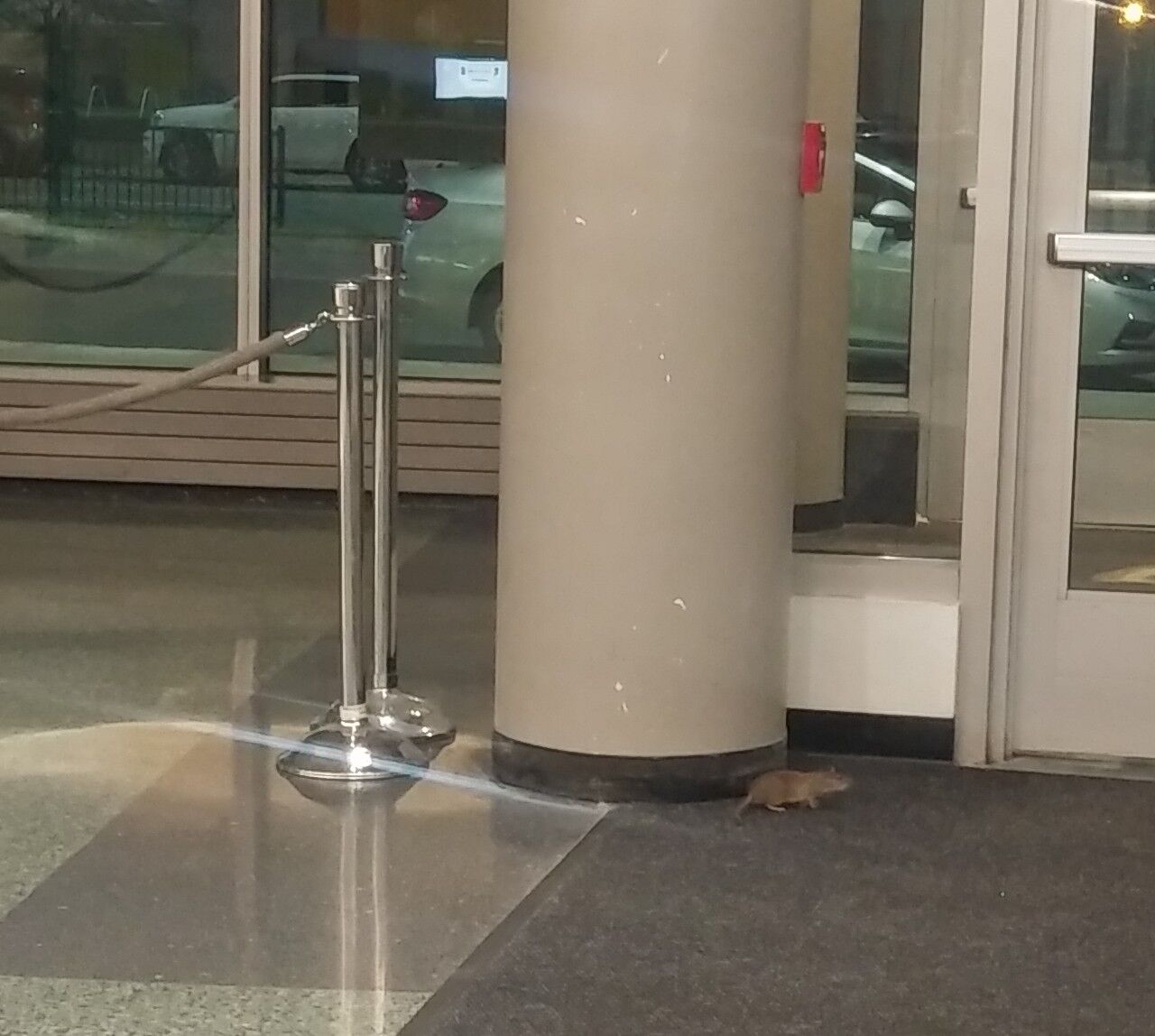 rat 1